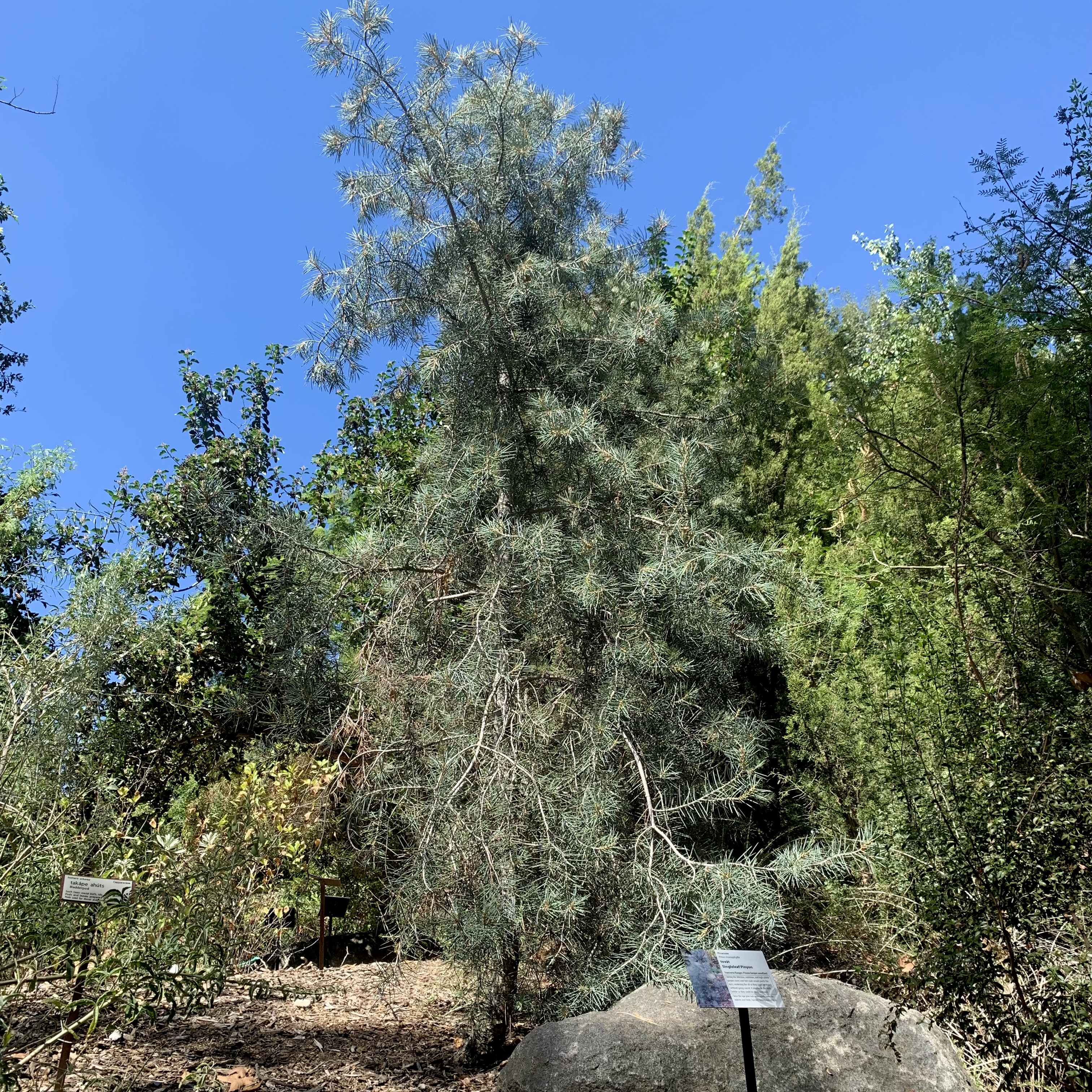 Singleleaf Pinyon